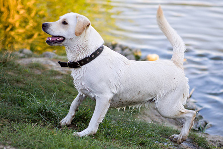救生犬白色的拉布拉多犬照片