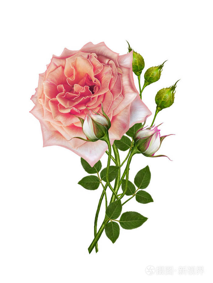 花组成。美丽明亮的红玫瑰在高大的长茎芽。白色背景上孤立