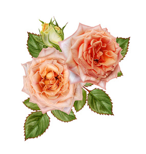 高大的花花组成.美丽明亮的红玫瑰在高大的长茎芽.白色背景上孤立照片