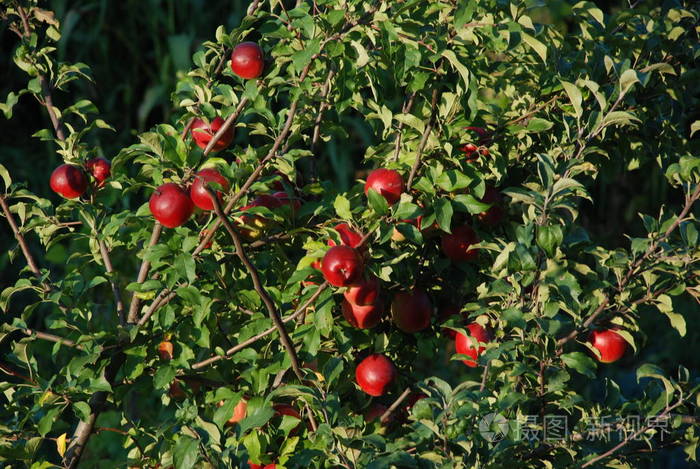 一棵树上的红苹果