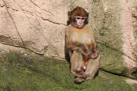 巴巴里猕猴在自然景观
