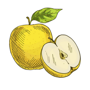 有叶子的黄苹果, 苹果的一半。全彩写实素描