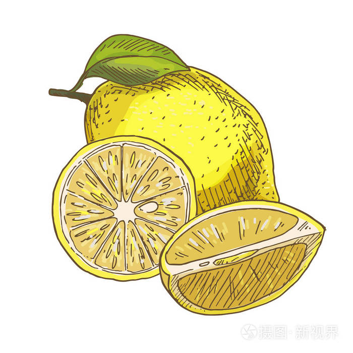 柠檬叶, 一半的水果插画-正版商用图片0zstsh-摄图新视界
