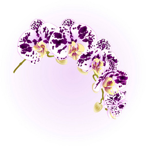 美丽的蝴蝶兰兰花斑点白色和紫色茎花和芽老式矢量特写可编辑插图