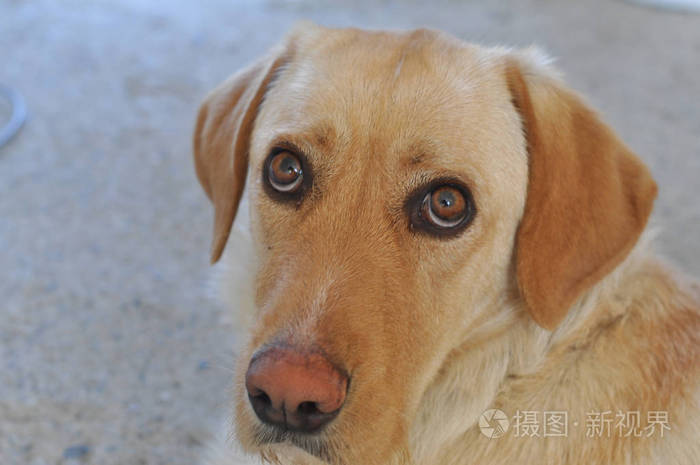 拉布拉多猎犬 又称拉布拉多犬或拉布拉多犬照片 正版商用图片0zsug1 摄图新视界