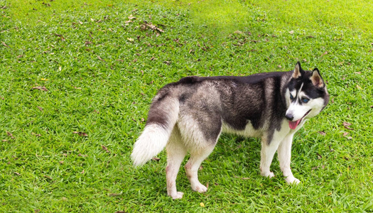 西伯利亚哈士奇犬在花园