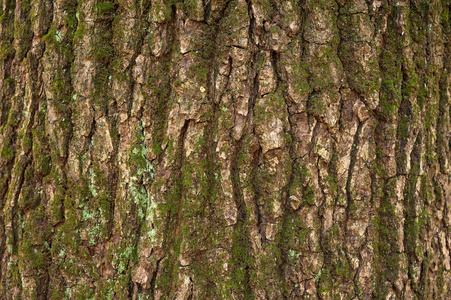 一个绿色的苔藓的棕色树皮的救济纹理。一个古老的橡木树皮的创意纹理