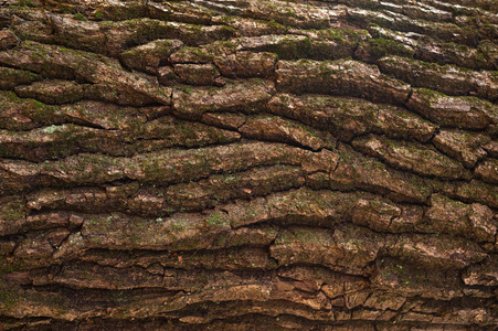 安哥拉老树皮图片