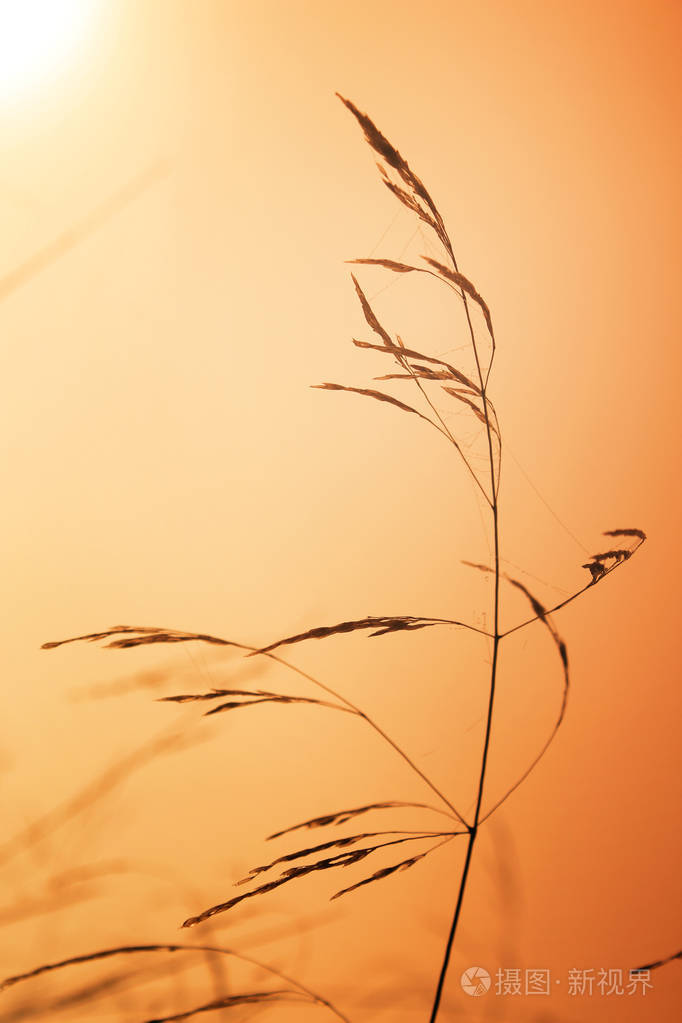 太阳升起时的小草