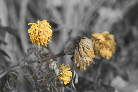 枯萎的花朵图片