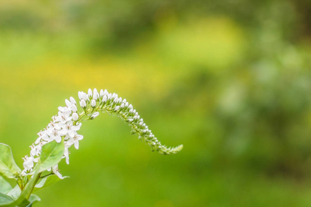 嫩花儿和光滑的白花在花园里绿色模糊的背景蚂蚁的文字复制空间。春夏假期卡