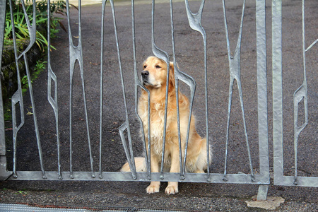 栅栏后面的宠物狗。