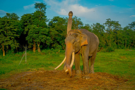 美丽的悲伤大象在户外的木质柱子上拴着, 在尼泊尔旺国家公园里, 悲伤 paquiderm 在自然背景下, 动物的残酷概念
