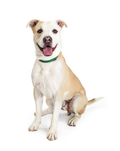 两只大型犬坐在白色背景下寻找侧面的美丽的蓝色猎犬