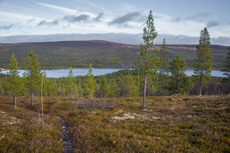 山坡上的一座美丽的森林。挪威山区的秋天的木材风光。丰富多彩的北方森林景观