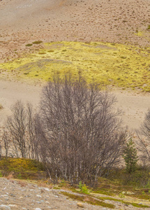 挪威中部一个美丽的沙丘。斯堪的纳维亚中部的北部沙漠秋天。看起来像贫瘠的土地的五颜六色的风景