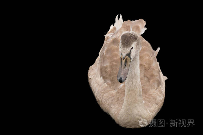 在黑色背景上隔离的fawnsignet天鹅