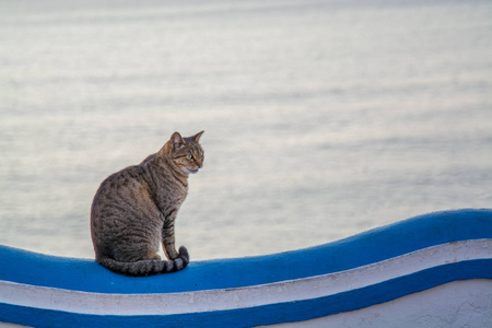 站在墙上的猫