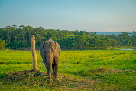 美丽的悲伤大象在户外的木质柱子上拴着, 在尼泊尔旺国家公园里, 悲伤 paquiderm 在自然背景下, 动物的残酷概念