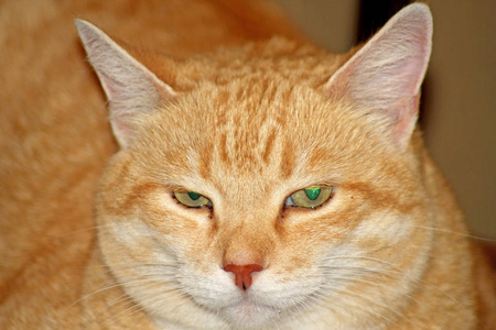 鼻子红猫特写可爱的猫咪与扁鼻子和背上的心.