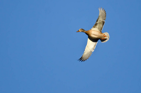 女性野鸭在蓝色的天空中飞翔