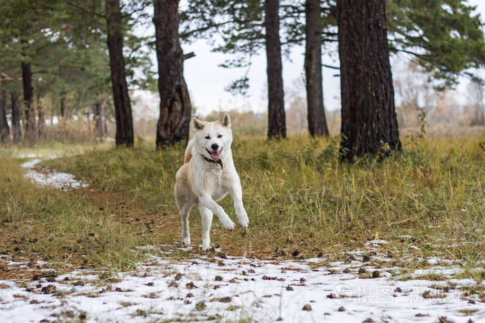 在初冬的树间和第一场雪中日本秋田伊努品种的快乐