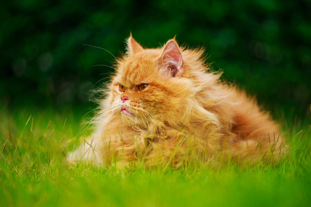 褐色波斯猫在草领域