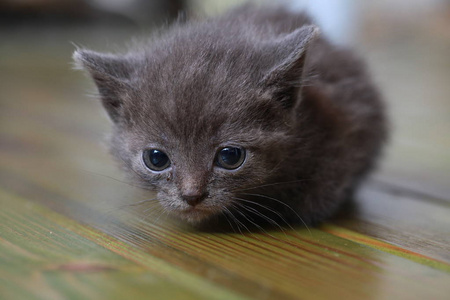 小灰猫害怕害怕