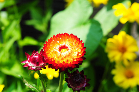 草花易于生长和有用。或草花..