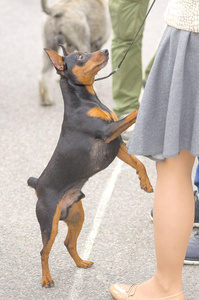 杜宾犬的狗特写图片