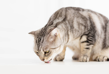 小猫舔食物