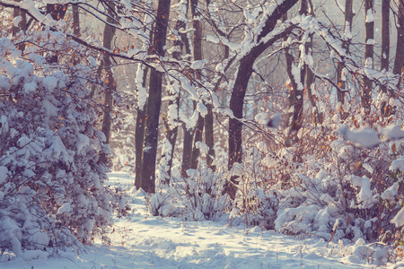 在冬季风景雪盖林图片