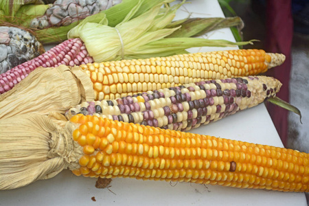 墨西哥玉米多样性, 白玉米, 黑玉米, 蓝色玉米, 红色玉米, 野生玉米和