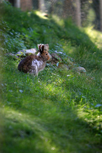 野兔在阿尔卑斯自然图片