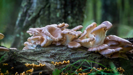 牡蛎蘑菇 平菇 在森林里