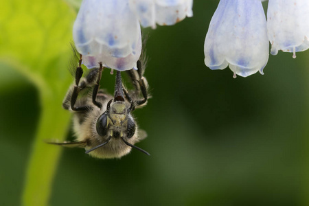 雄性毛足花蜜蜂anthophoraPlipes以玉米为食。 花粉在眼睛长舌延伸。 北德文英国四月