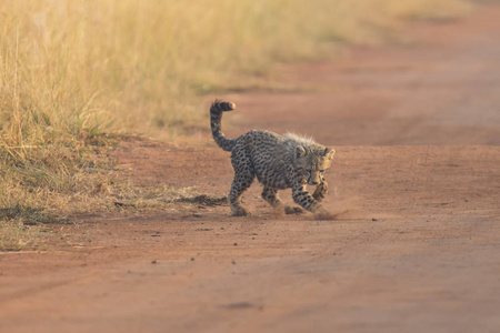 演奏的清晨在一条路上的一个猎豹幼崽