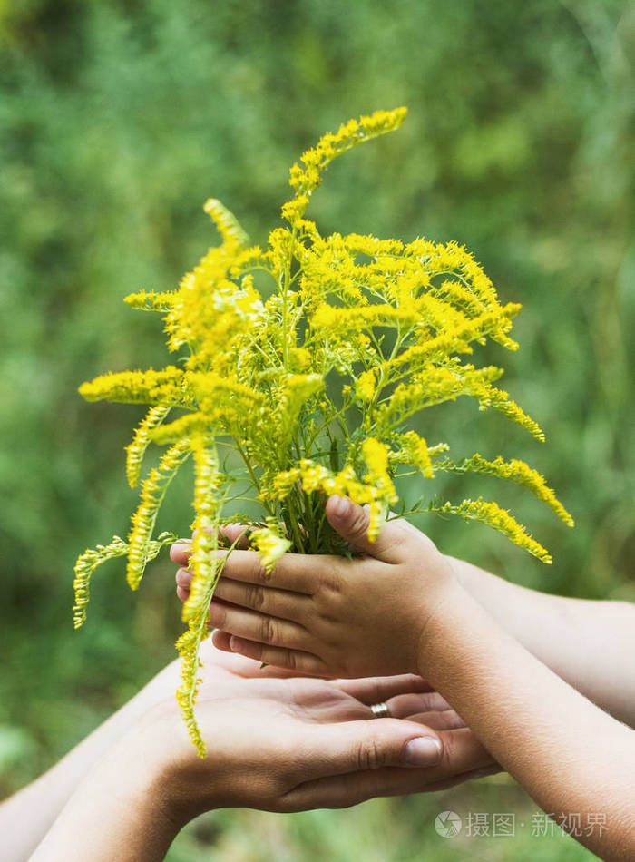 孩子们手中的野花成人和儿童的手掌