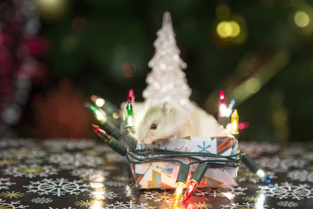 在圣诞树上的仓鼠