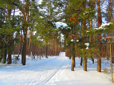 松树林中的滑雪跑道