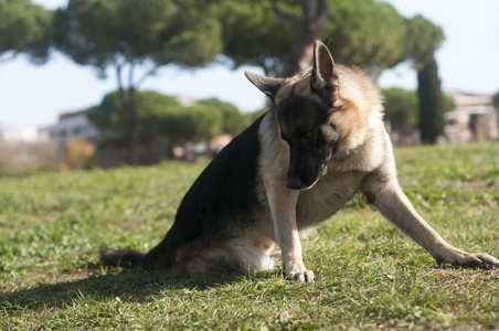 德国牧羊犬