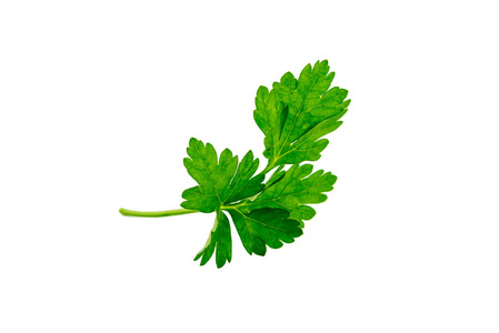 香菜叶子图片-香菜叶子素材-香菜叶子插画-摄图新视界