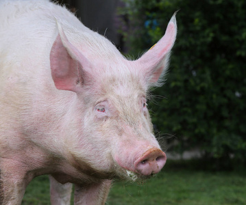 对野猪一头美丽的幼猪的头部特写对绿色自然背景的母猪照片