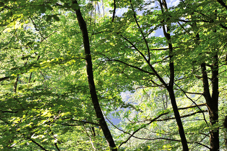 背景从树叶, 分支和树在山森林