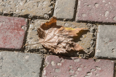 干燥秋天枫叶