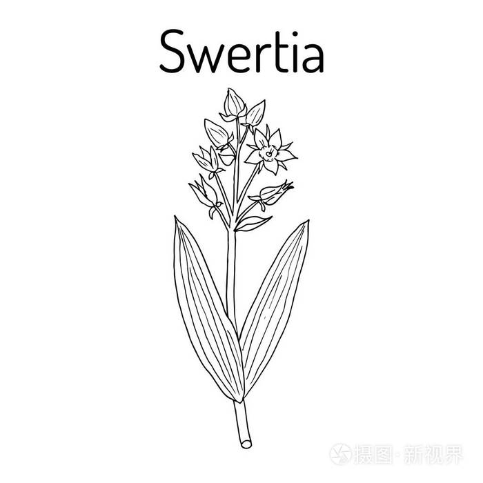 獐chirata 药用植物插画-正版商用图片0ztwbo-摄图新视界