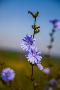 草地上的蓝色菊苣花图片