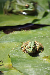 青蛙在荷花池