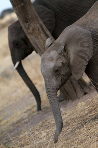 坦桑尼亚狩猎的大象家族