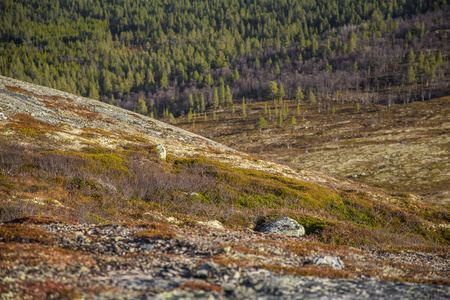 在挪威中部秋天的一个美丽的山风景。美丽的, 五颜六色的风景高在海水平之上